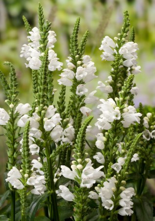 PHYSOSTEGIA virginiana Alba 